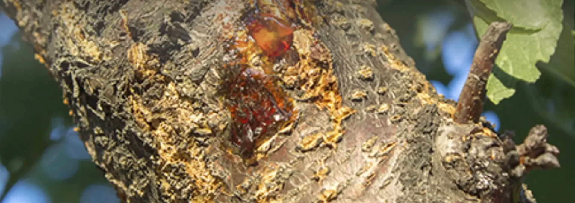 איך להוציא כתמי שרף עצים מבגדים — המדריך המלא